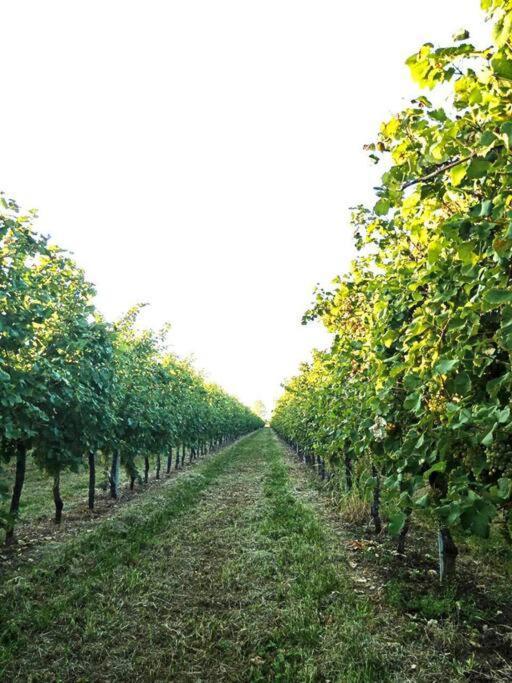 페데로바 Relax Nelle Colline Del Prosecco 아파트 외부 사진