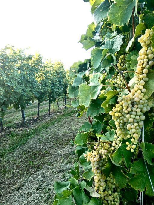 페데로바 Relax Nelle Colline Del Prosecco 아파트 외부 사진